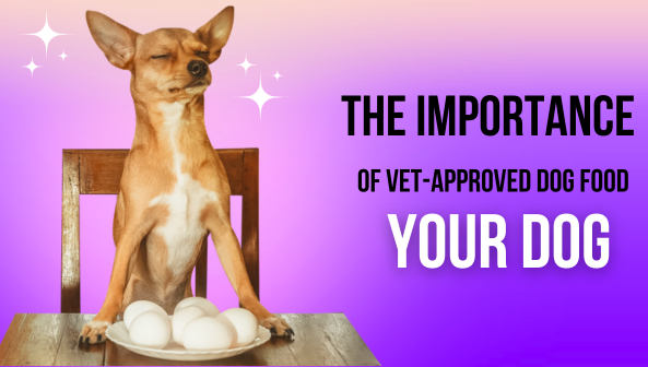 The Importance of Vet-Approved homemade Dog Food