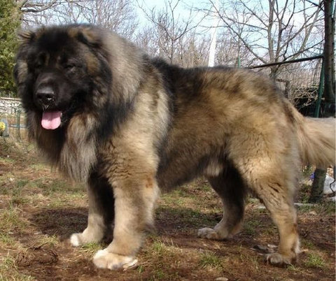 Giant Russian Bear Dog: